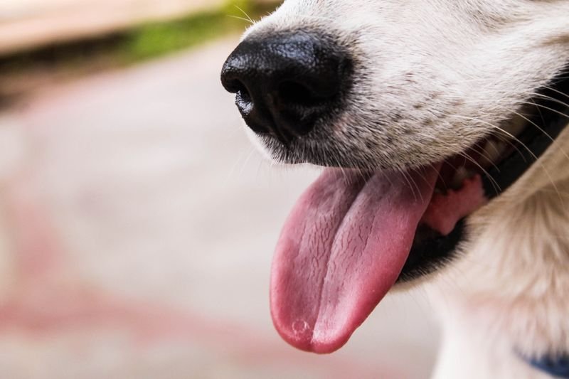 Bad Breath in Dogs: Causes and Fixes