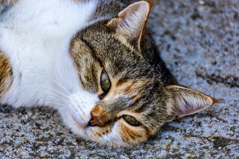 Cat Teeth Cleaning: What Every Owner Should Know