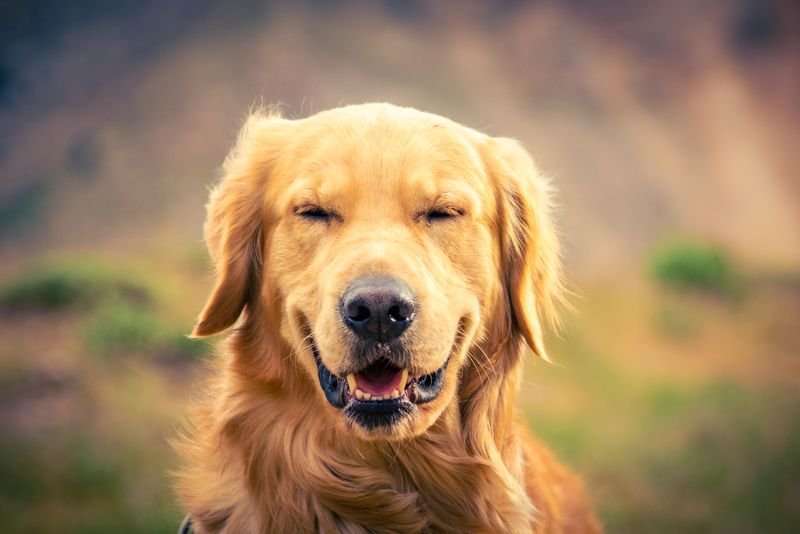 How Much Does Dog Teeth Cleaning Cost in the Bay Area?