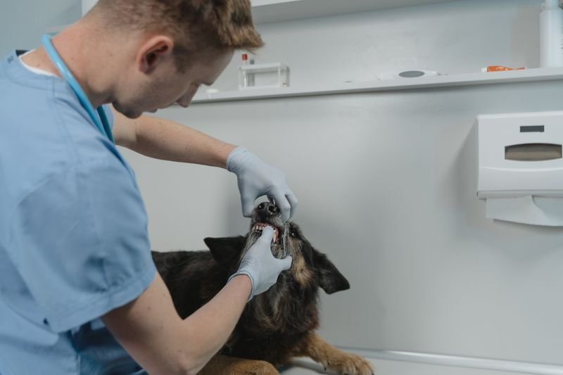 How Often Should You Clean Your Dog's Teeth?