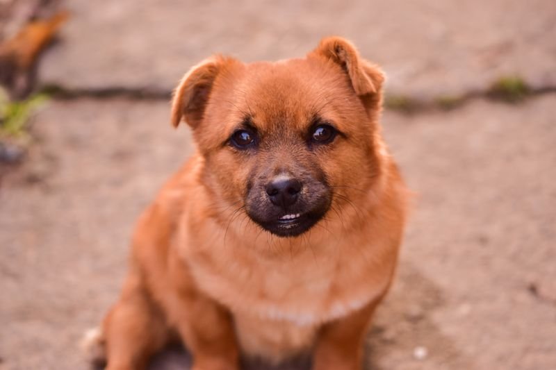 Is Anesthesia-Free Teeth Cleaning Safe for Dogs?