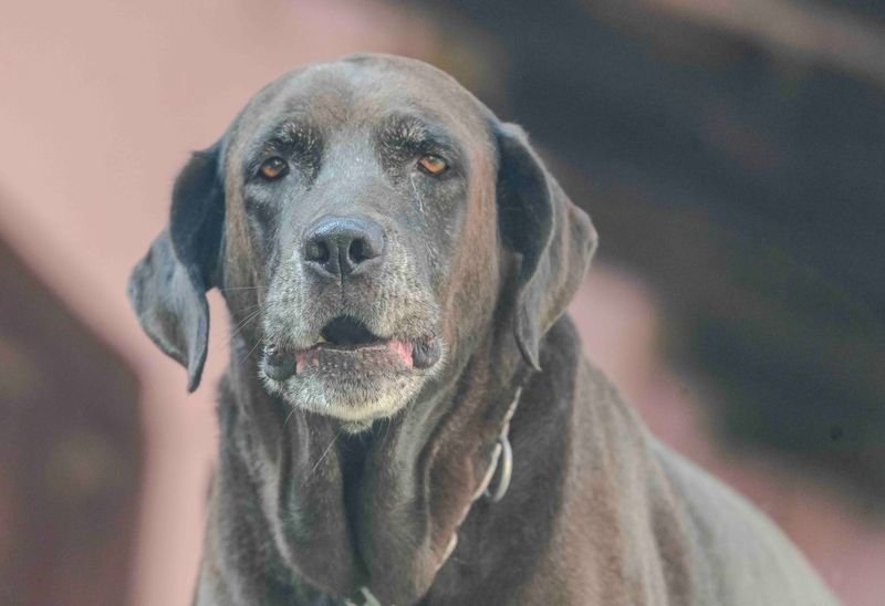 Is Your Senior Dog Too Old for Teeth Cleaning?