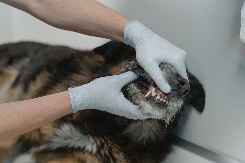 Periodontal Disease in Pets: The Stats Every Owner Should Know