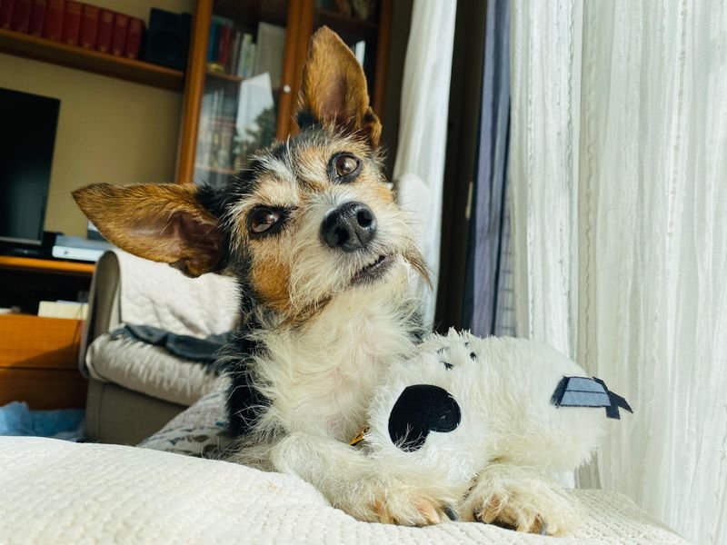 Preparing Your Pet for an At-Home Dental Cleaning