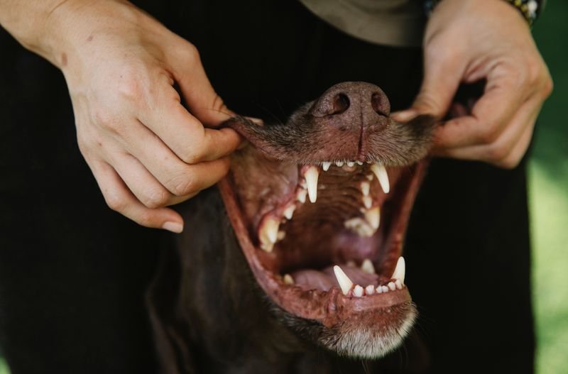 7 Signs Your Dog Has Dental Disease (and What to Do)