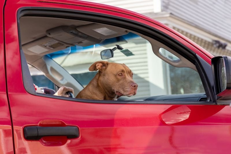What Happens During a Mobile Pet Dental Visit