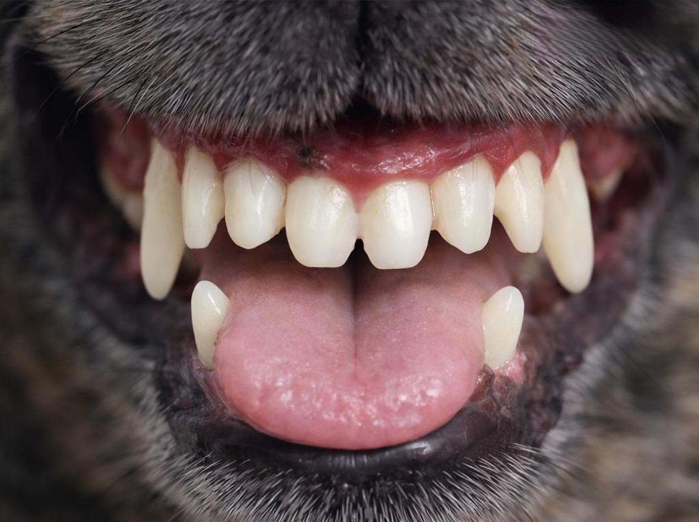 Dog's clean teeth after anesthesia-free cleaning