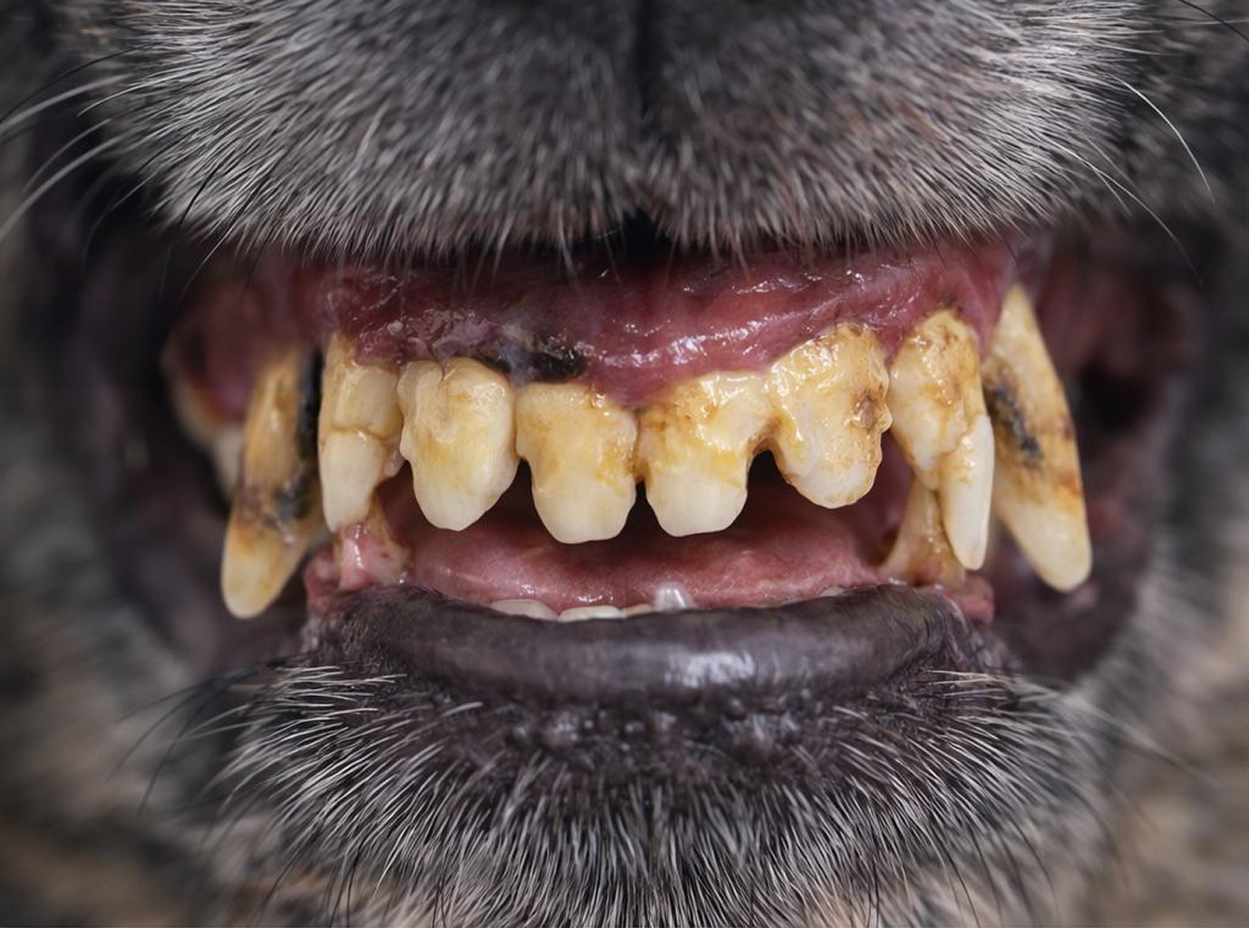 Dog's teeth with tartar before cleaning