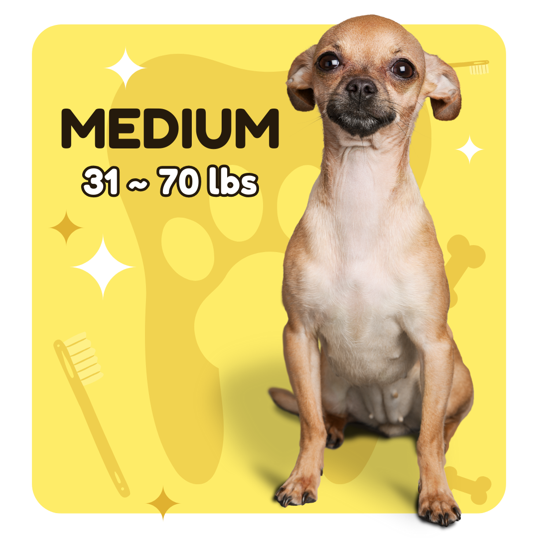 Small Dog — anesthesia-free pet dental cleaning