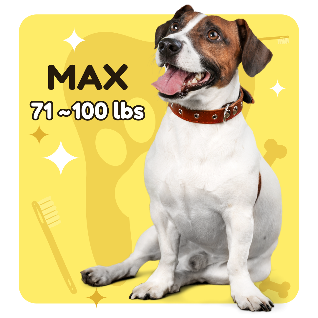 Medium Dog — anesthesia-free pet dental cleaning