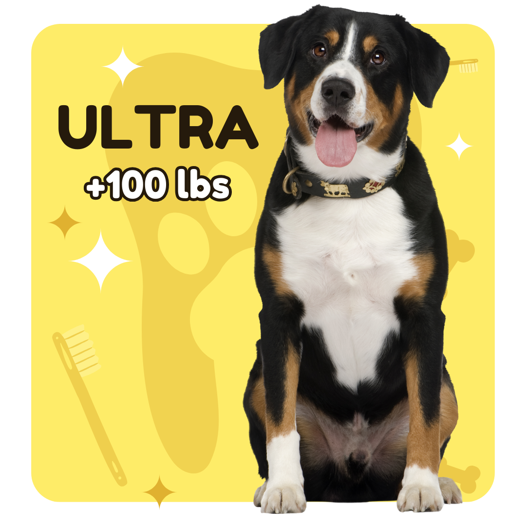 Max Dog — anesthesia-free pet dental cleaning